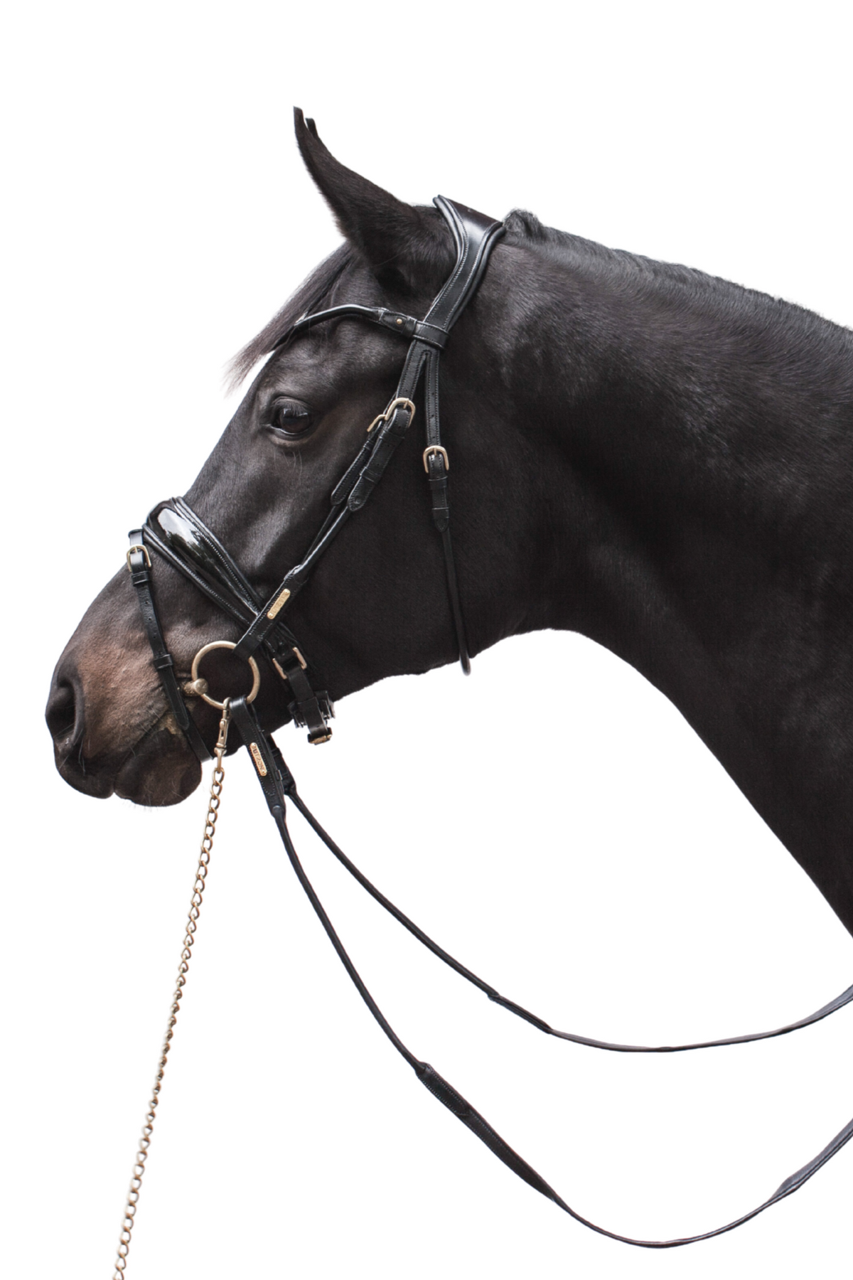 7 Signs Your Horse May Be Uncomfortable in Its Bridle
