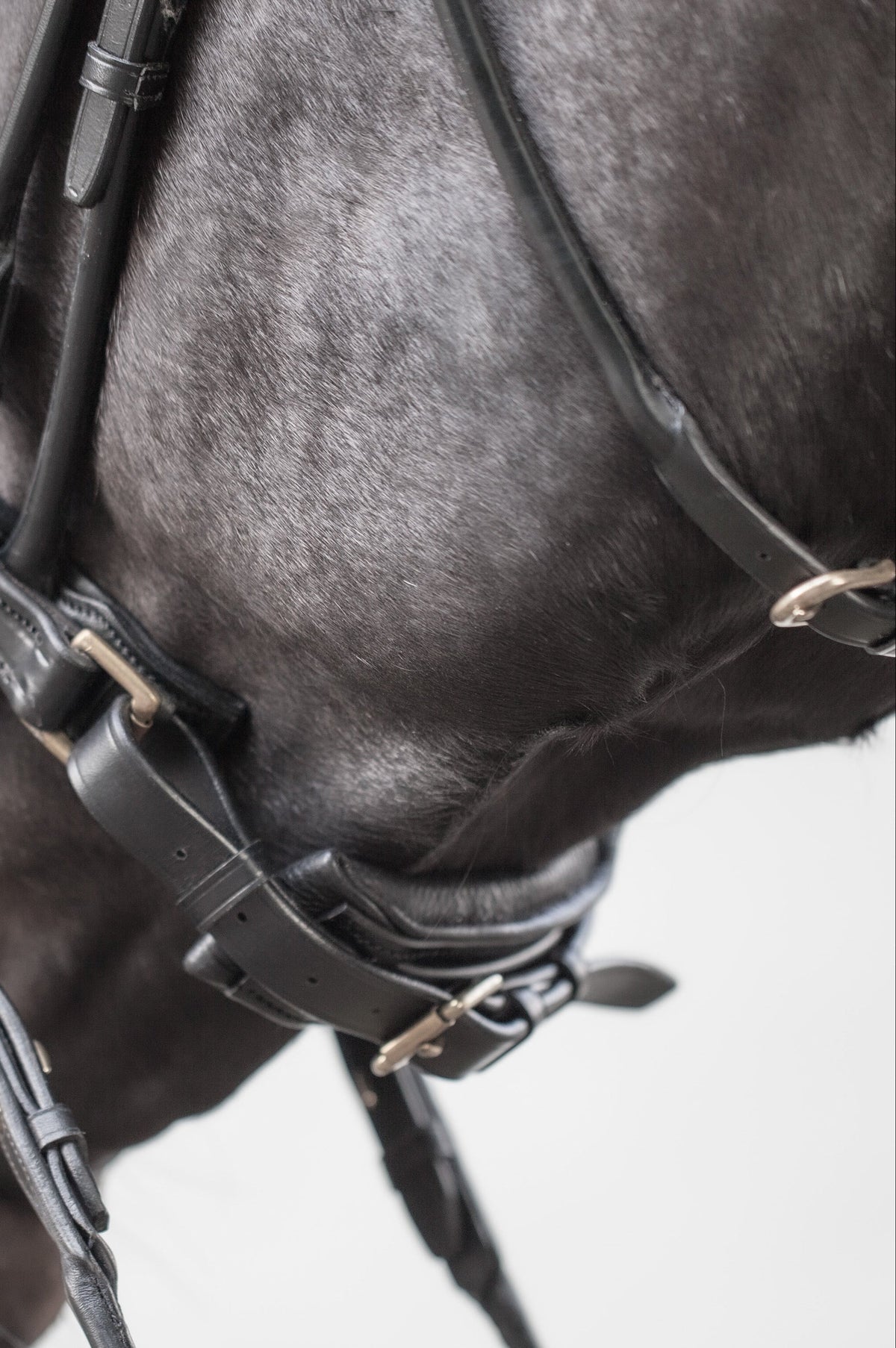 Edinburgh Bridle Black, Lacquered Noseband Utzon