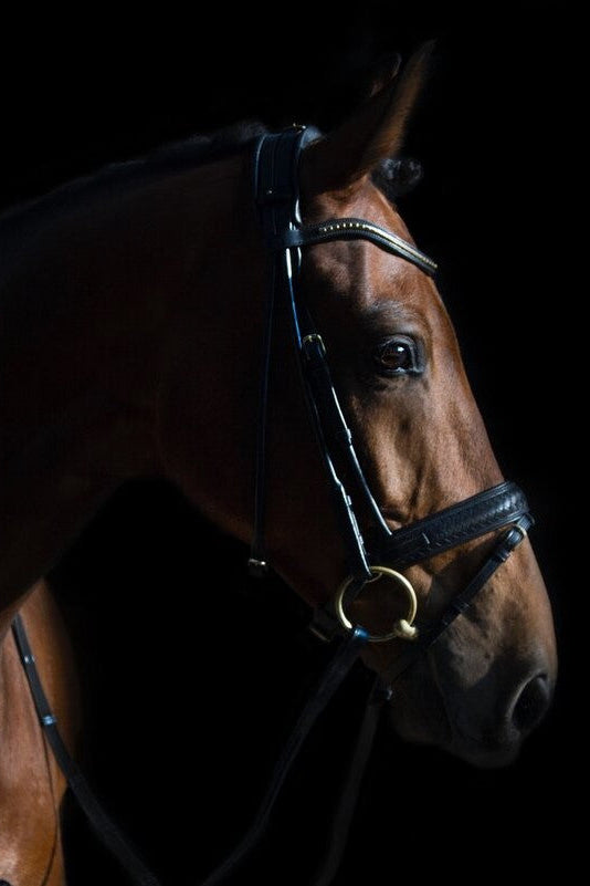 Olympic Bridle My Store