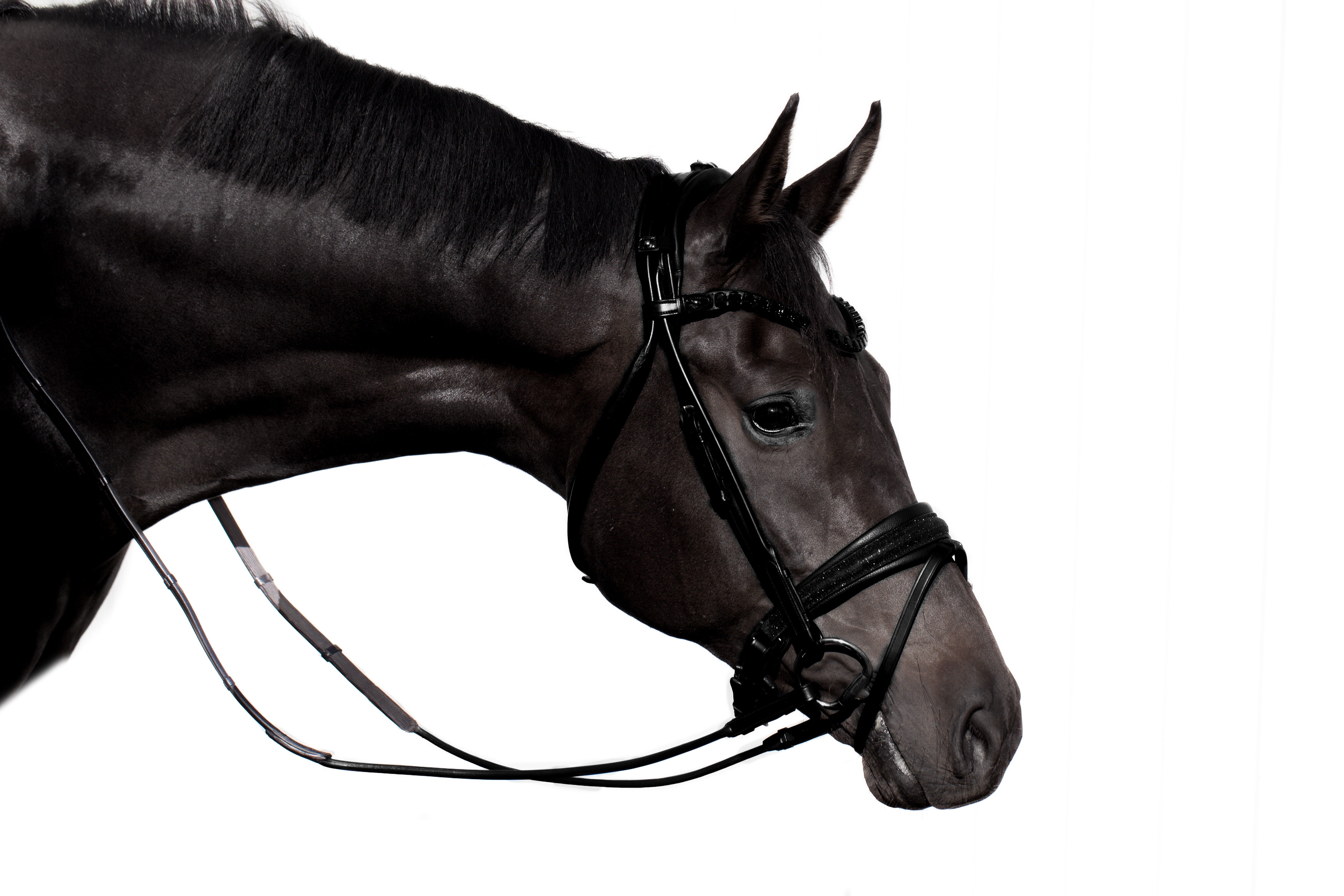 Edinburgh Bridle, Glitter