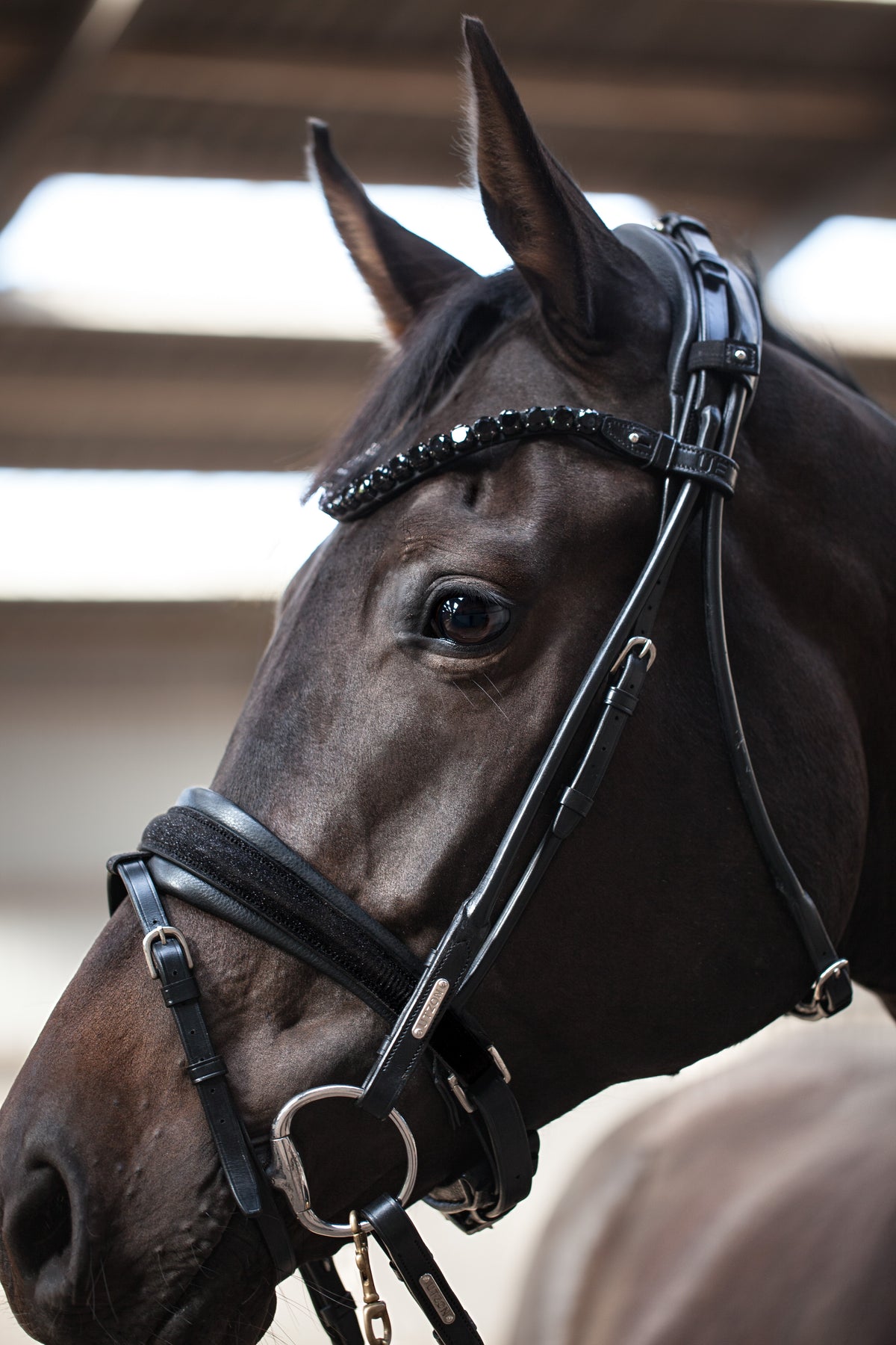Edinburgh Bridle, Glitter My Store