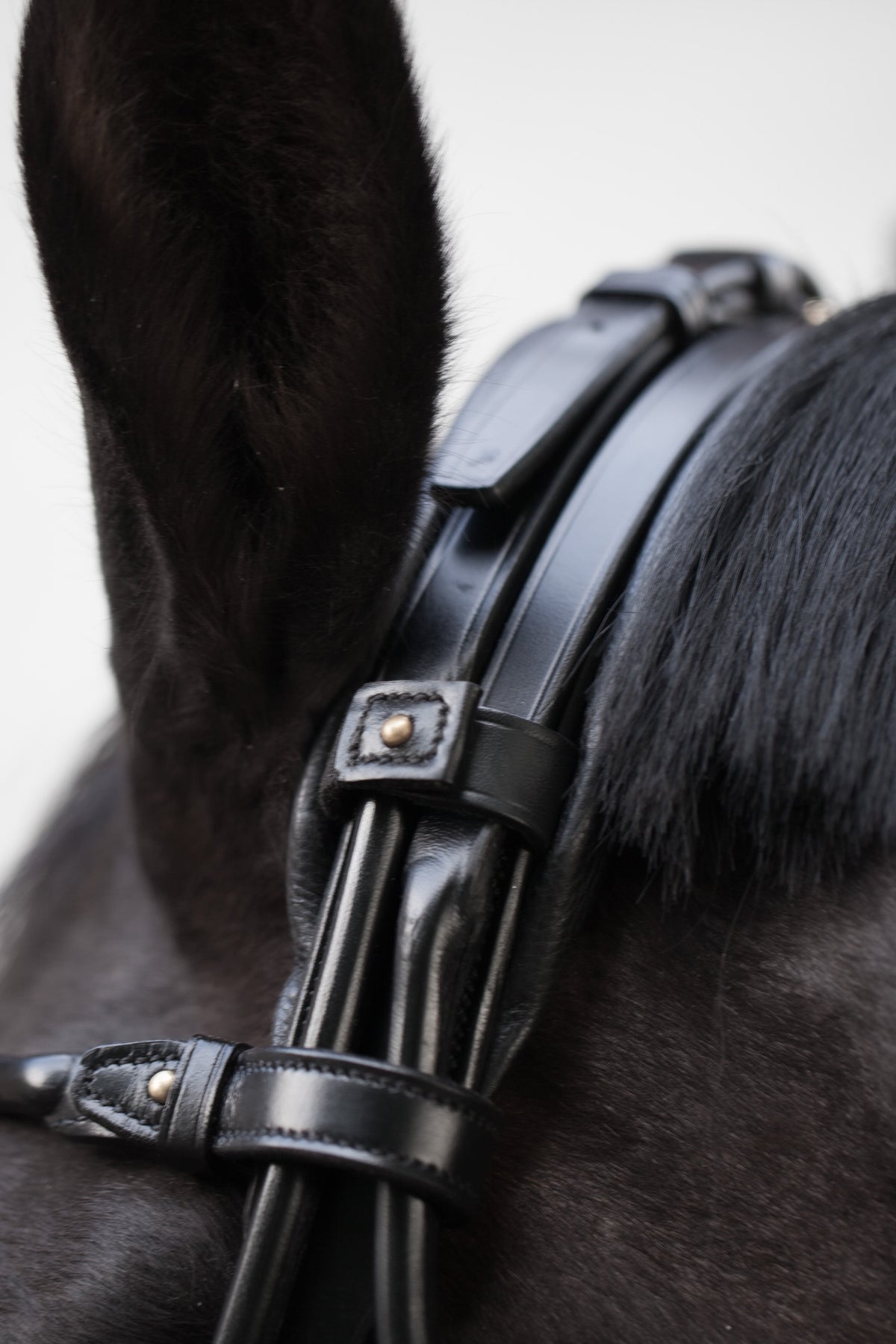 Edinburgh Bridle Black, Lacquered Noseband Utzon
