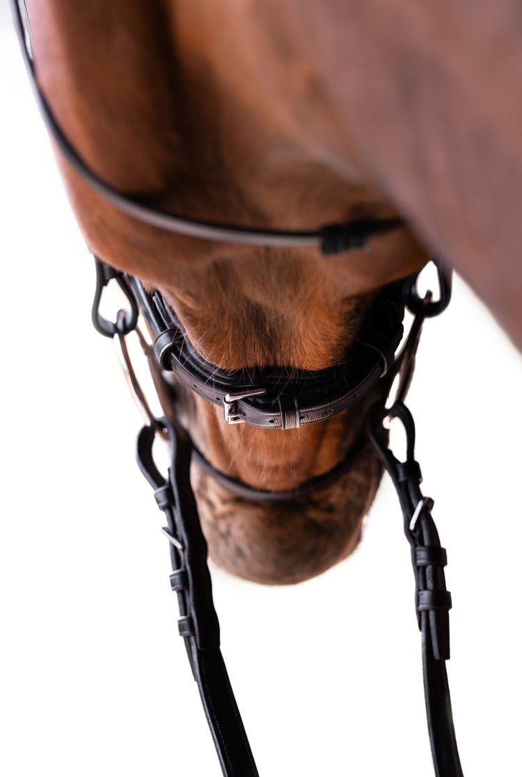 Oxford Bridle, Limited edition