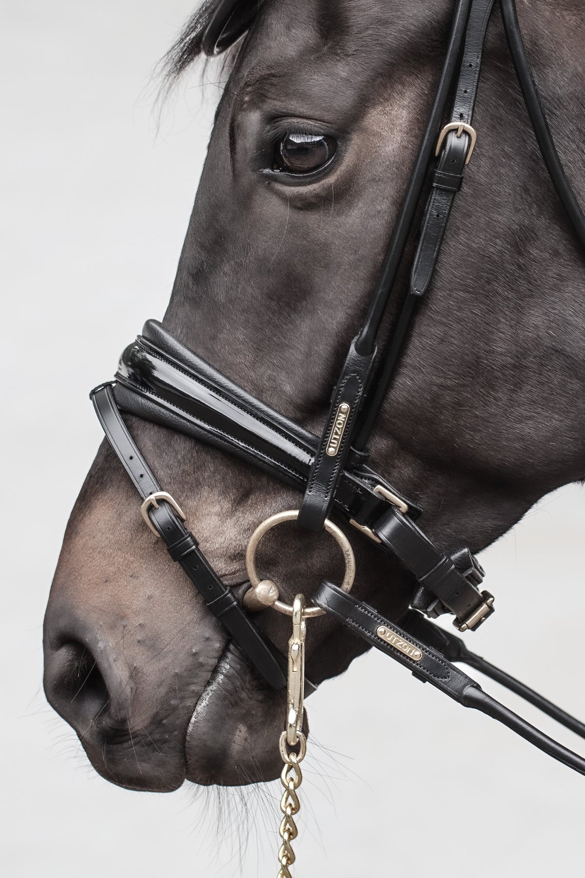 Edinburgh Bridle Black, Lacquered Noseband Utzon