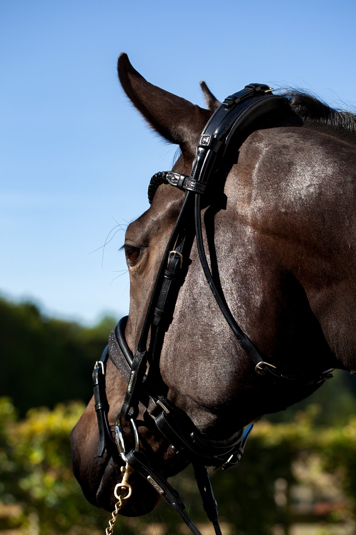 Edinburgh Bridle, Glitter My Store