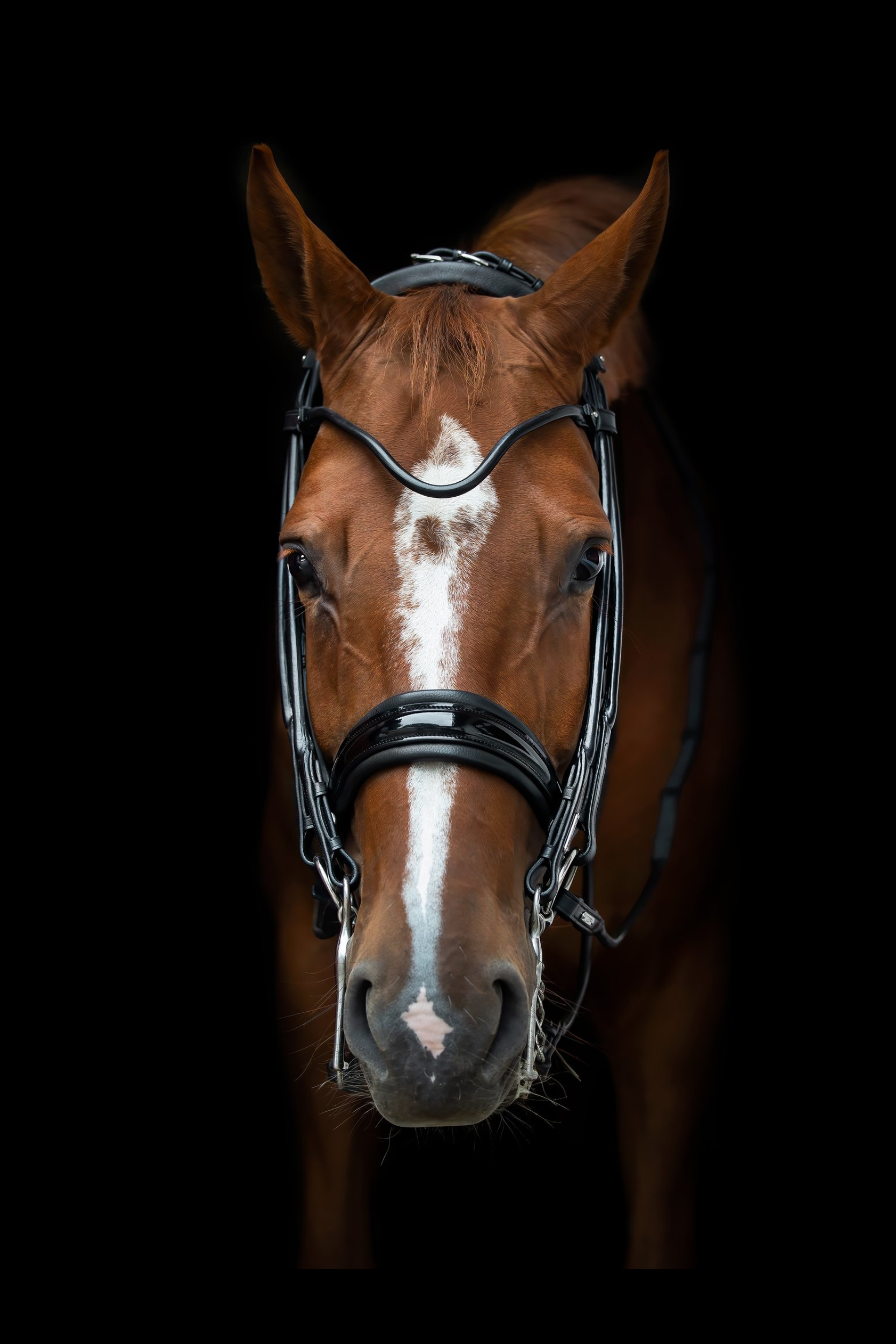 Edinburgh Double Bridle My Store