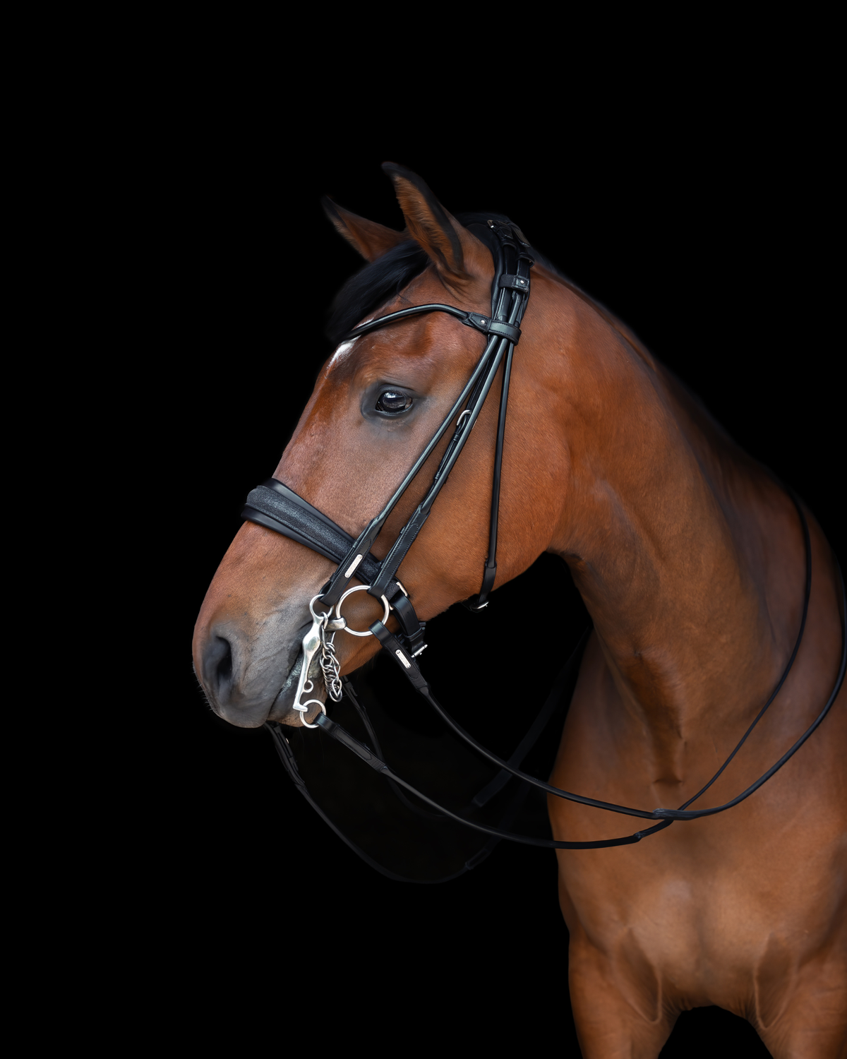 Edinburgh Double Bridle, Glitter Utzon Equestrian
