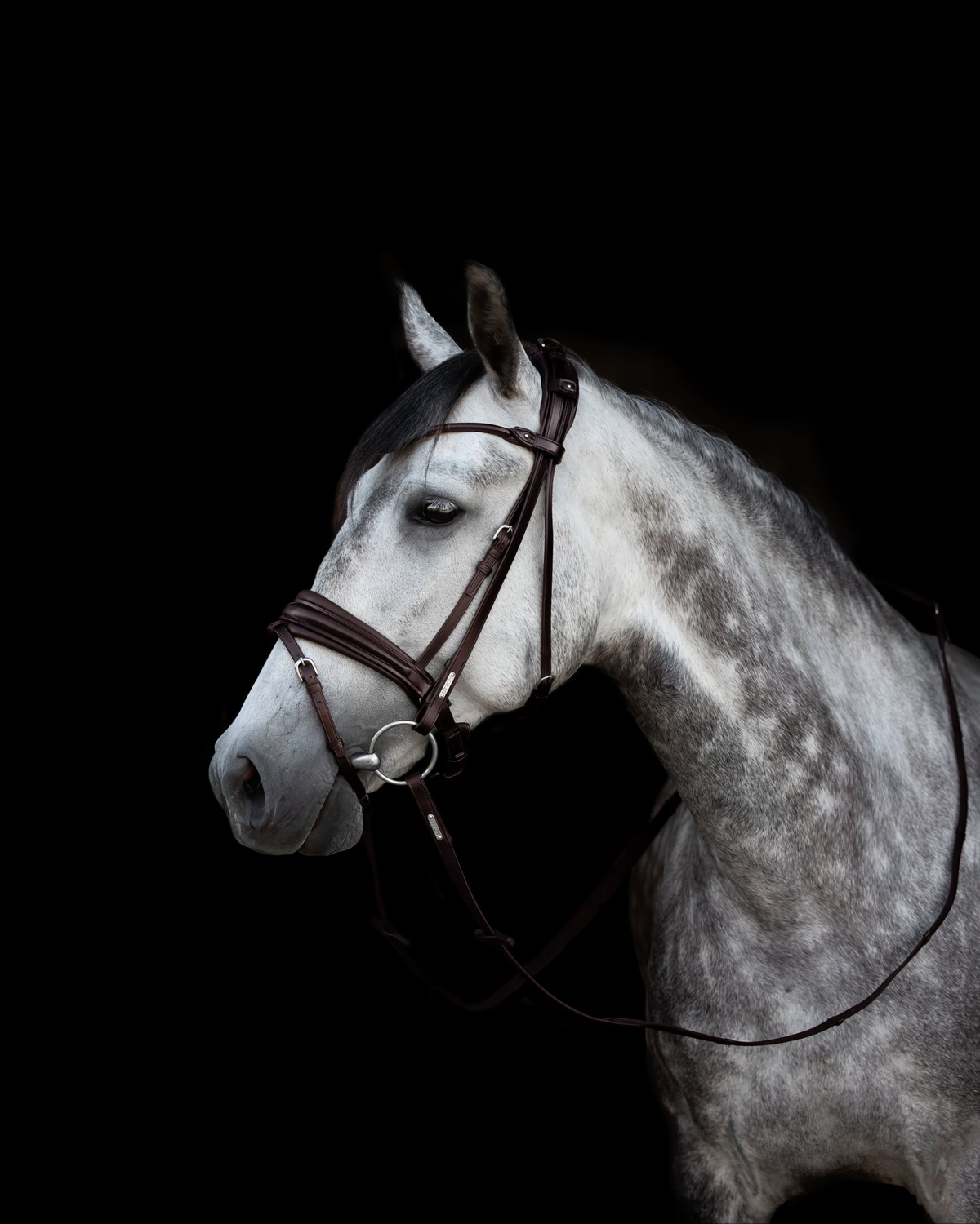 London Bridle Utzon Equestrian