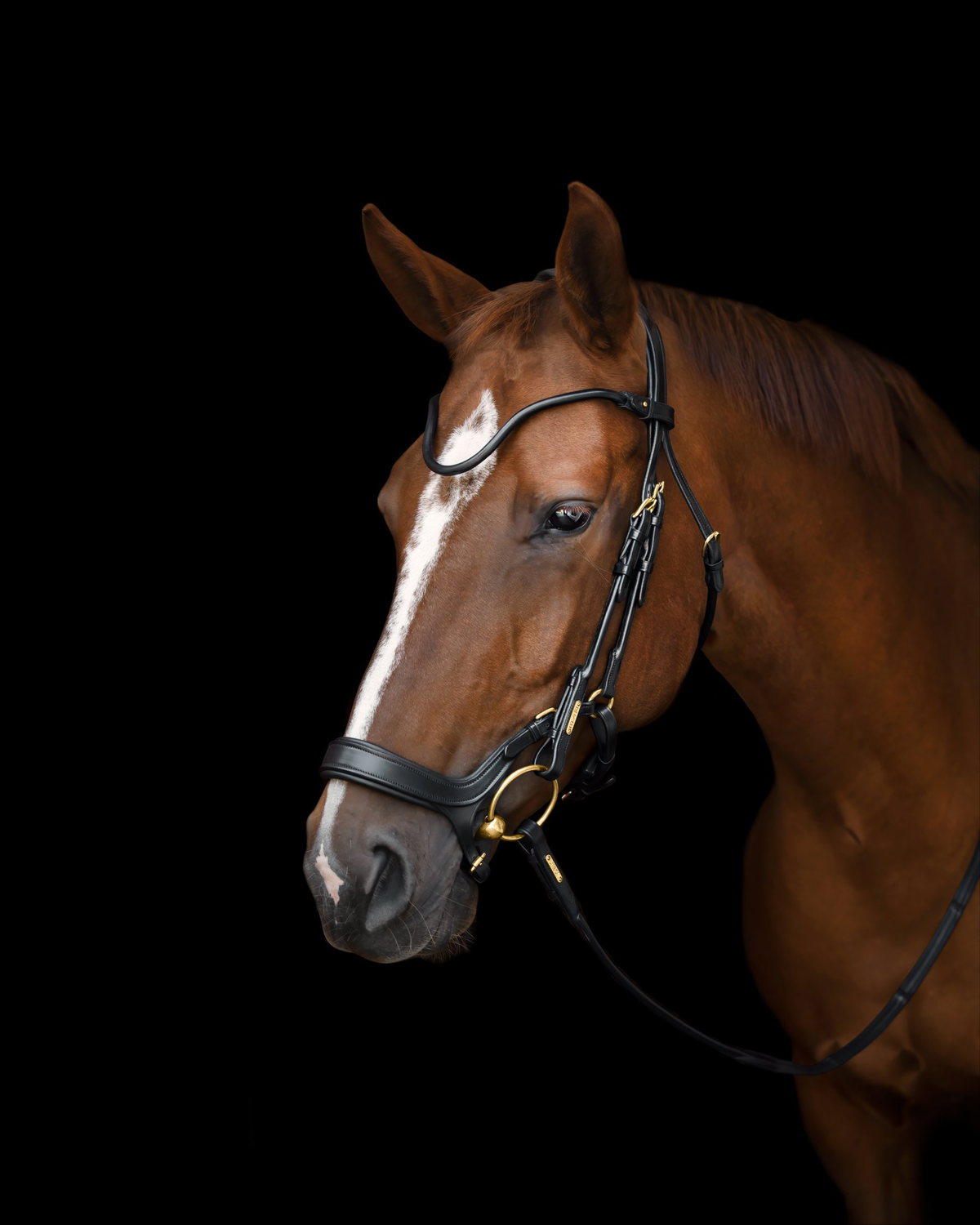 Bristol Bridle My Store
