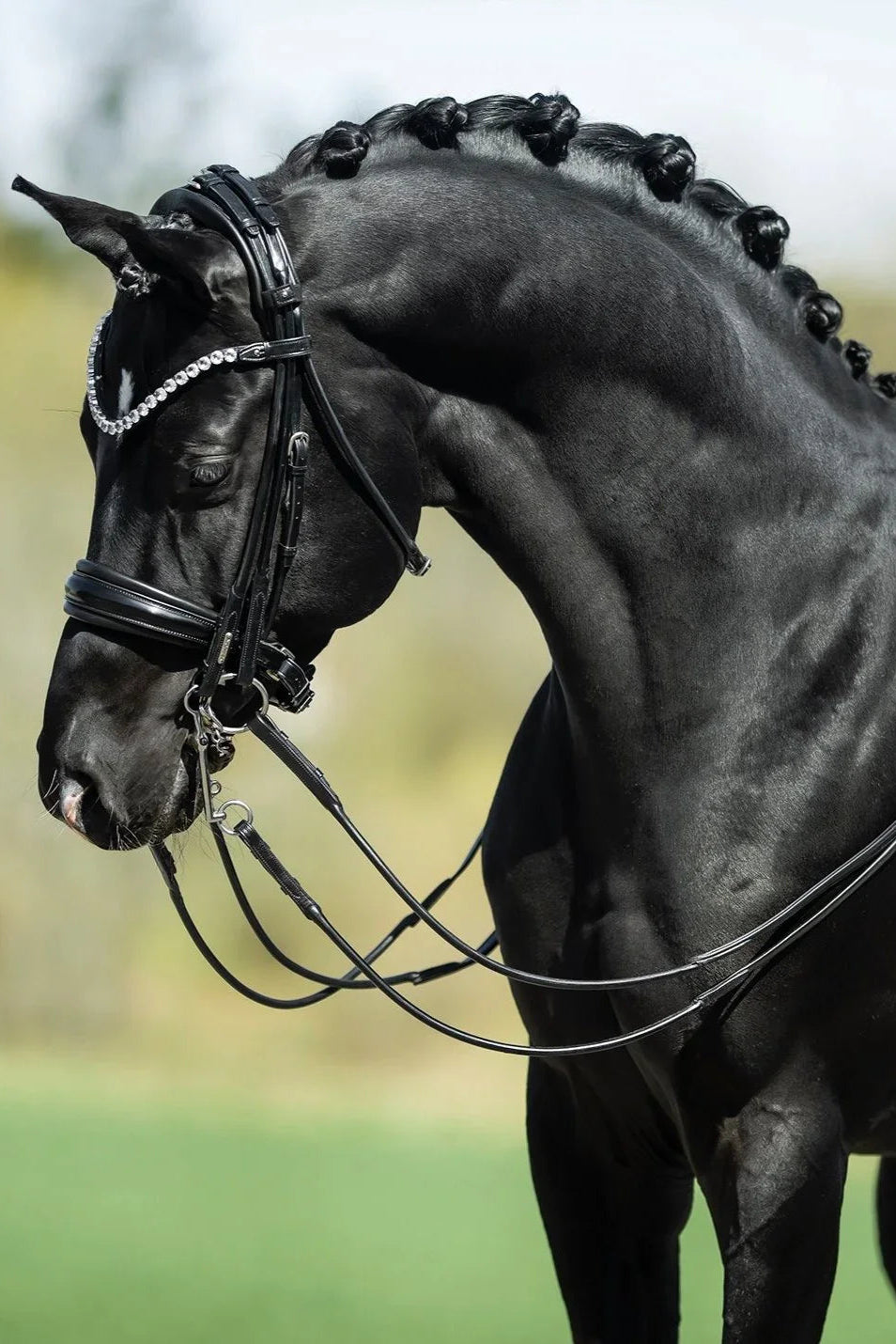 Edinburgh Double Bridle, Crystal Edition My Store