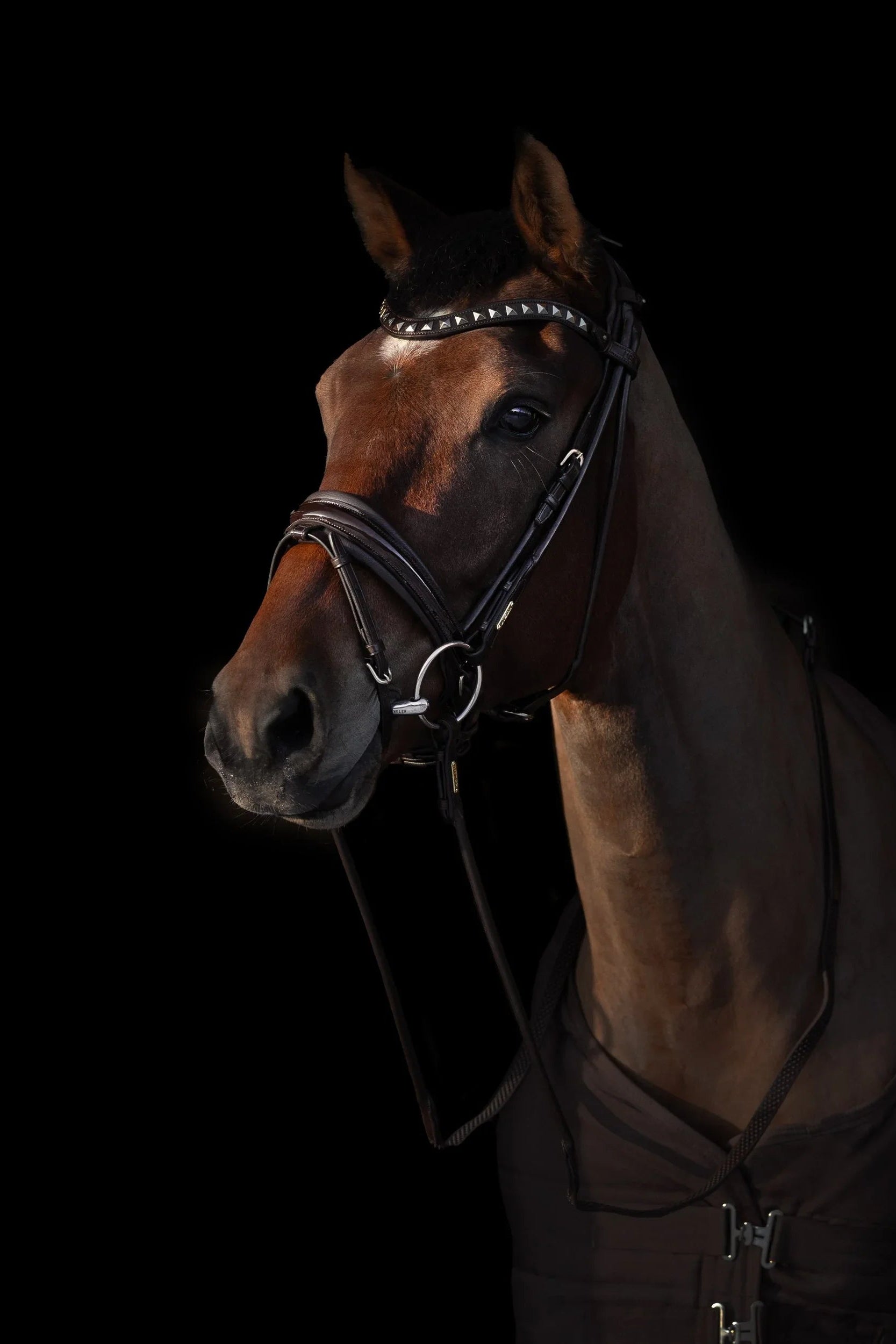 Edinburgh Bridle Brown, Lacquered Noseband Utzon Equestrian