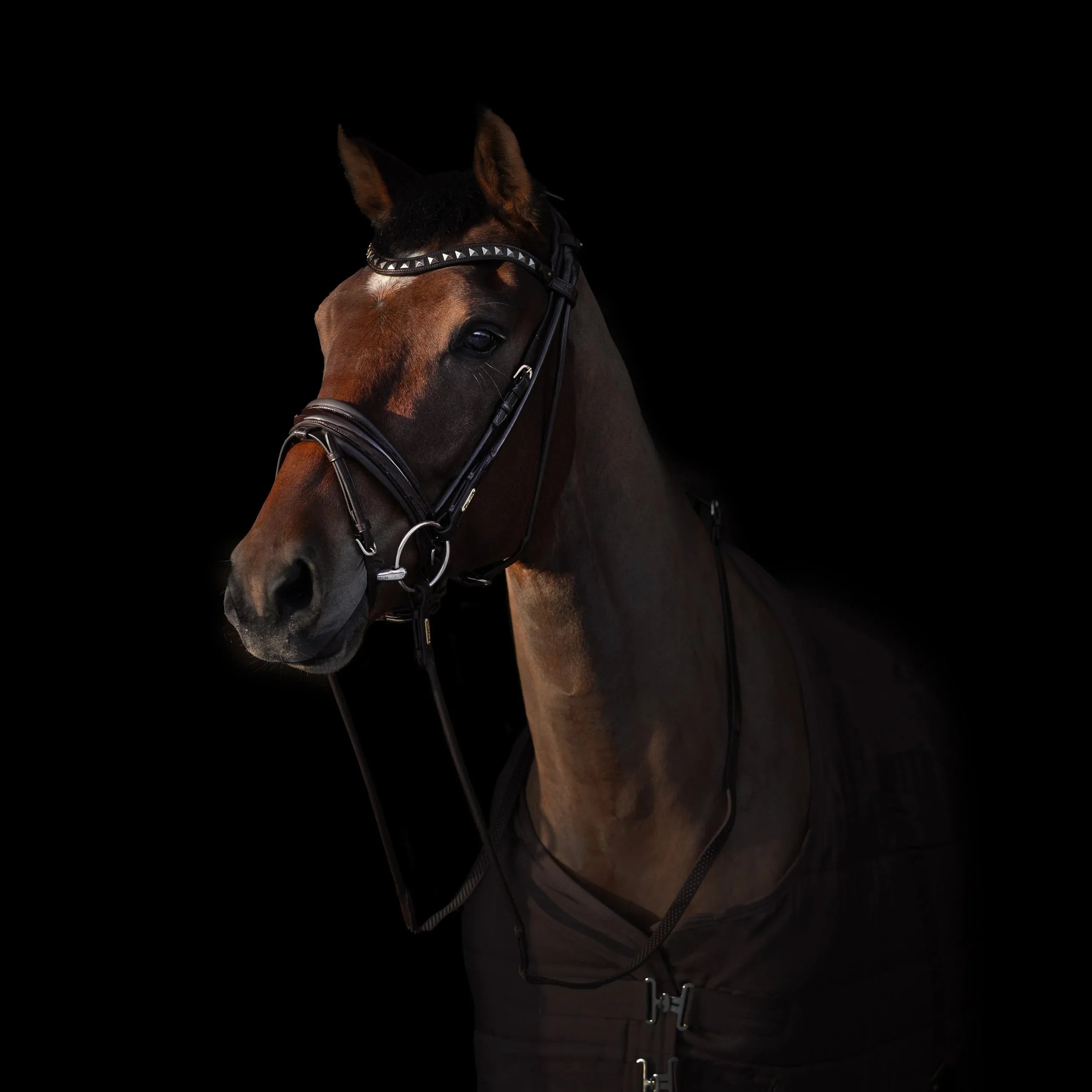 Edinburgh Bridle Brown, Muserolle laquée