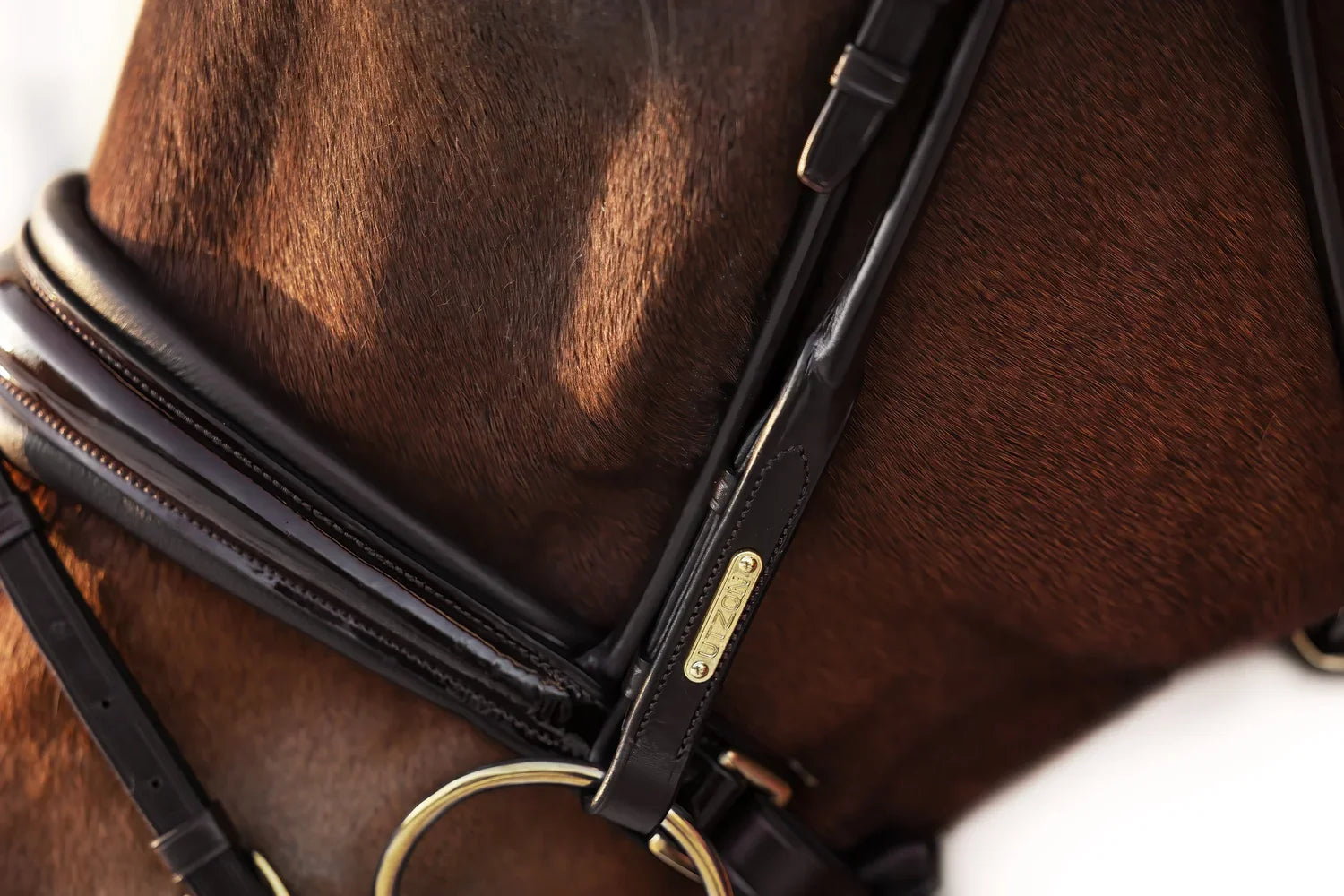 Edinburgh Bridle Brown, Muserolle laquée