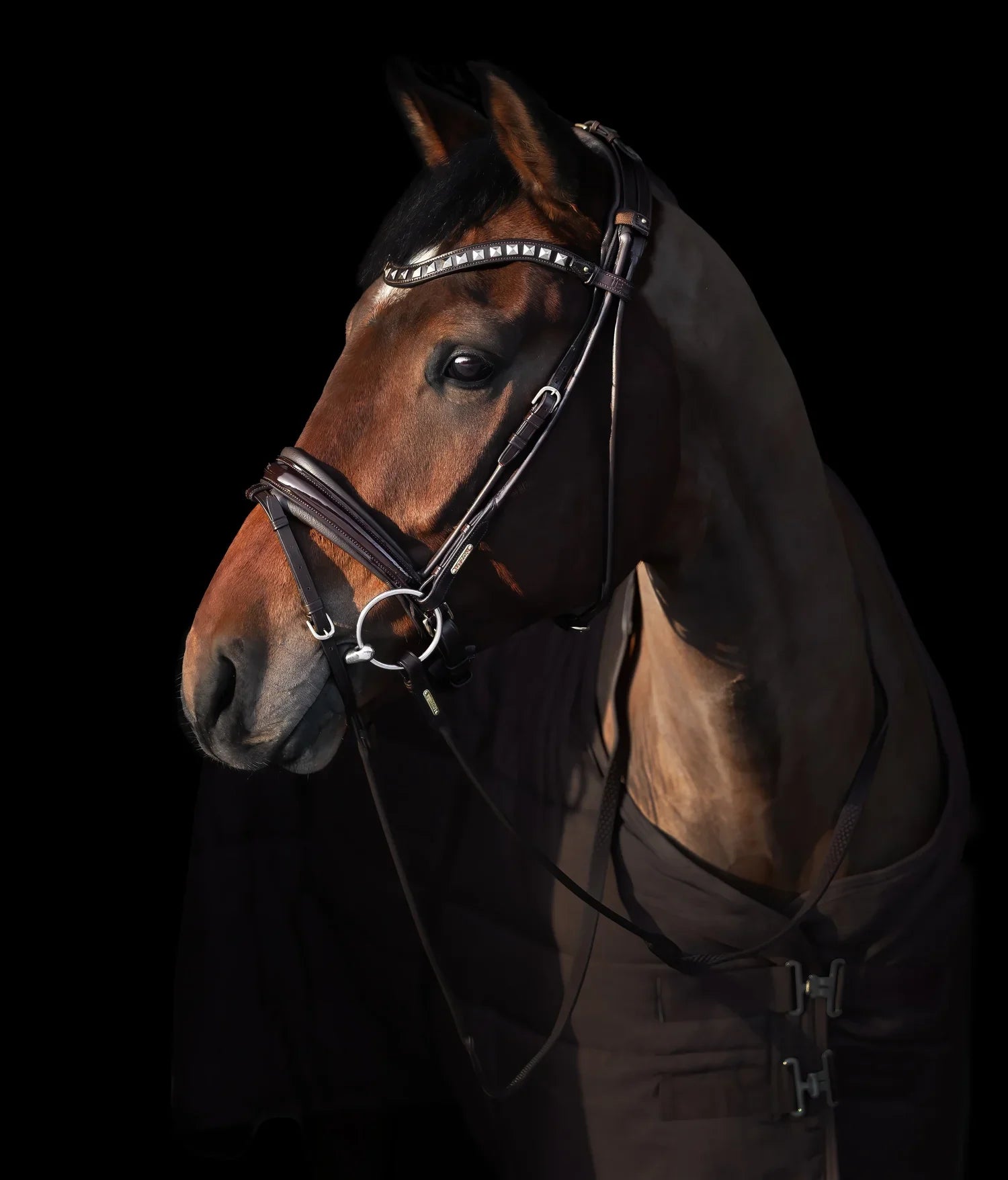 Edinburgh Bridle Brown, Muserolle laquée