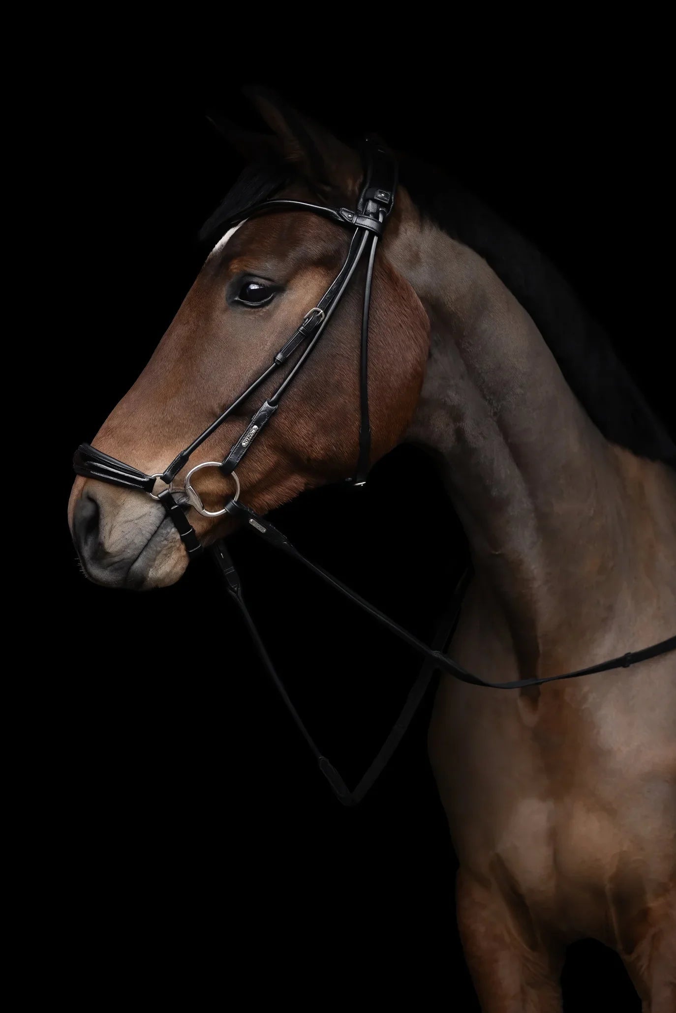 Edinburgh Hanoverian Bridle, Lacquered Noseband Utzon Equestrian