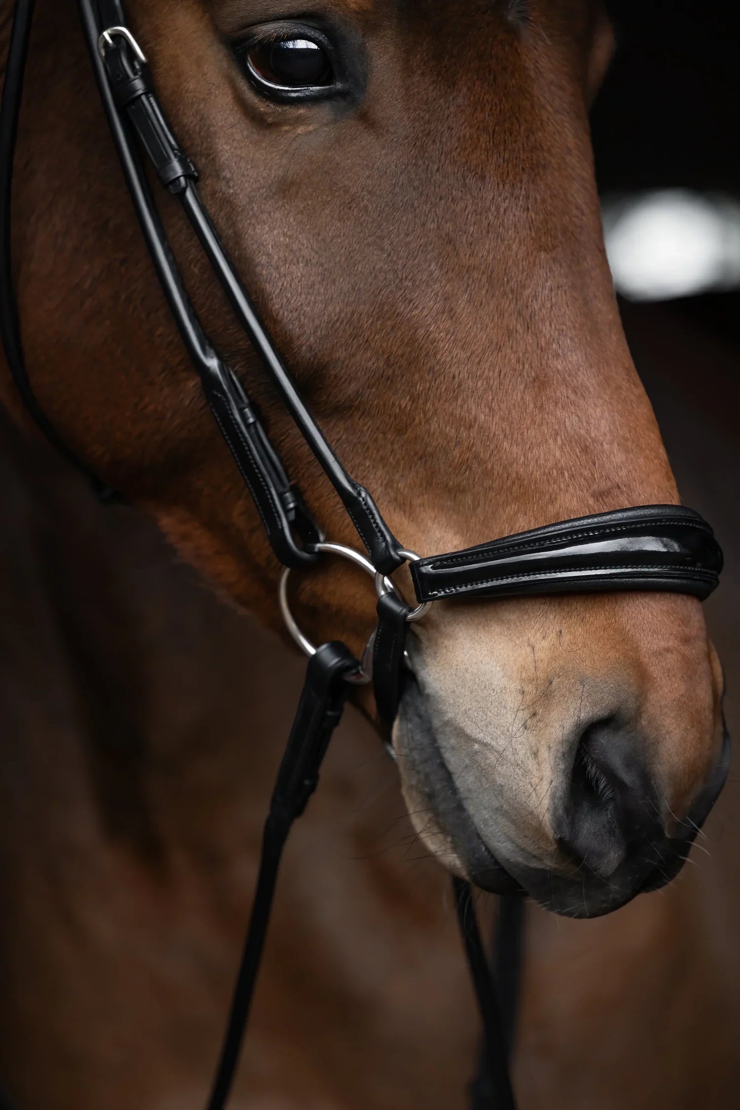 Edinburgh Hanoverian Bridle, Lacquered Noseband