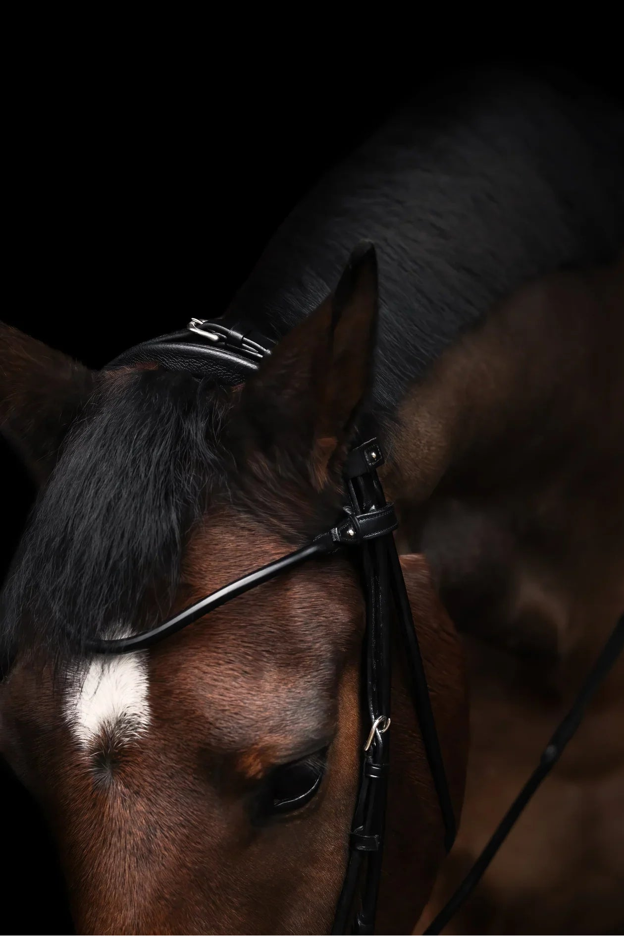 Edinburgh Hanoverian Bridle, Lacquered Noseband Utzon Equestrian