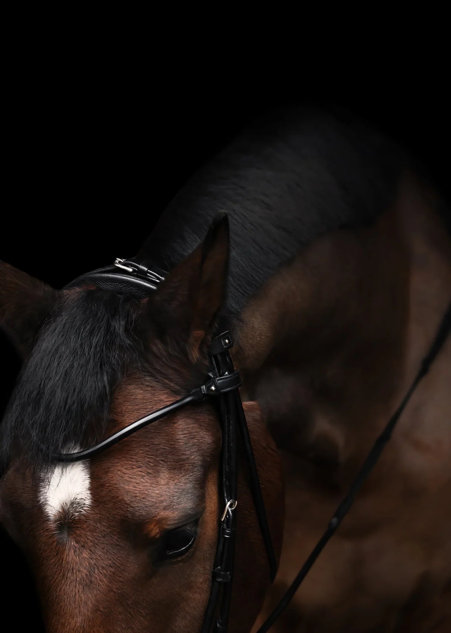 Edinburgh Hanoverian Bridle, Lacquered Noseband