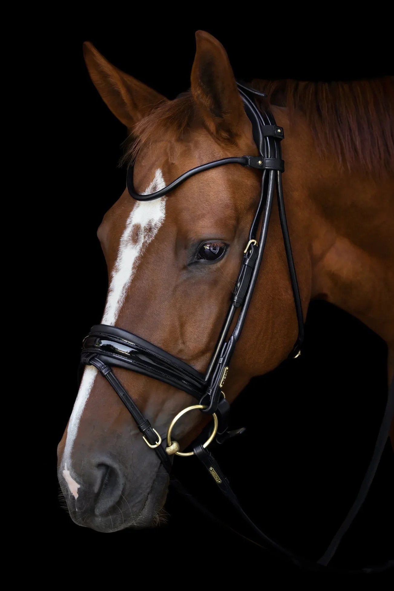 Brown horse with a white stripe on its face wearing a bridle against a black background