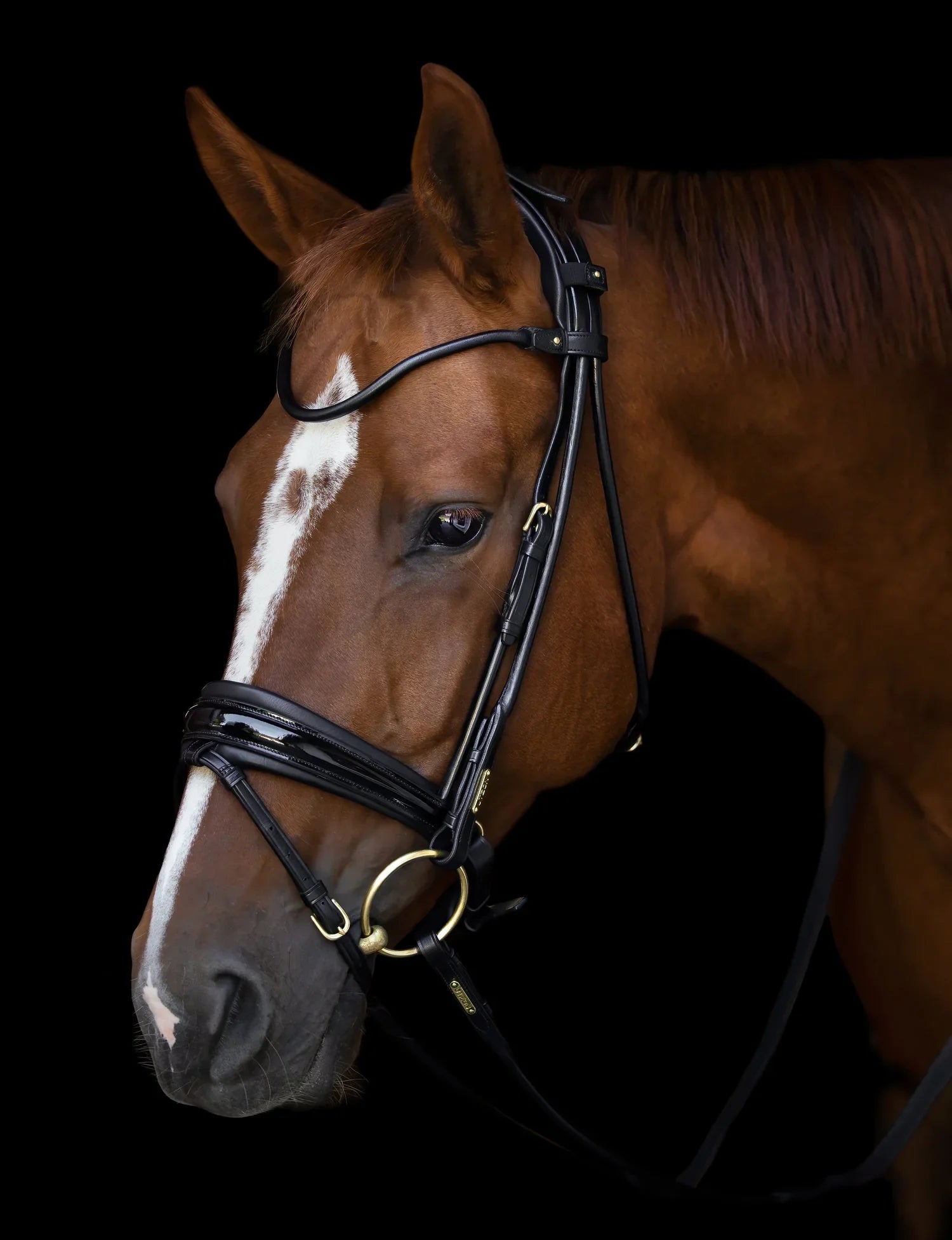 Brown horse with a white stripe on its face wearing a bridle against a black background