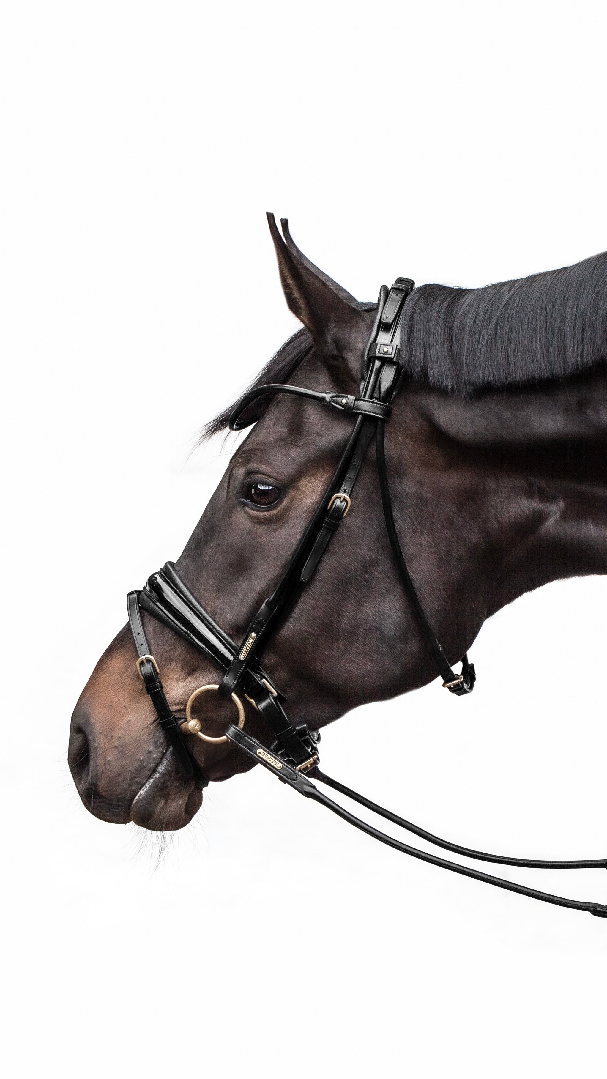 Edinburgh Bridle Black, Lacquered Noseband