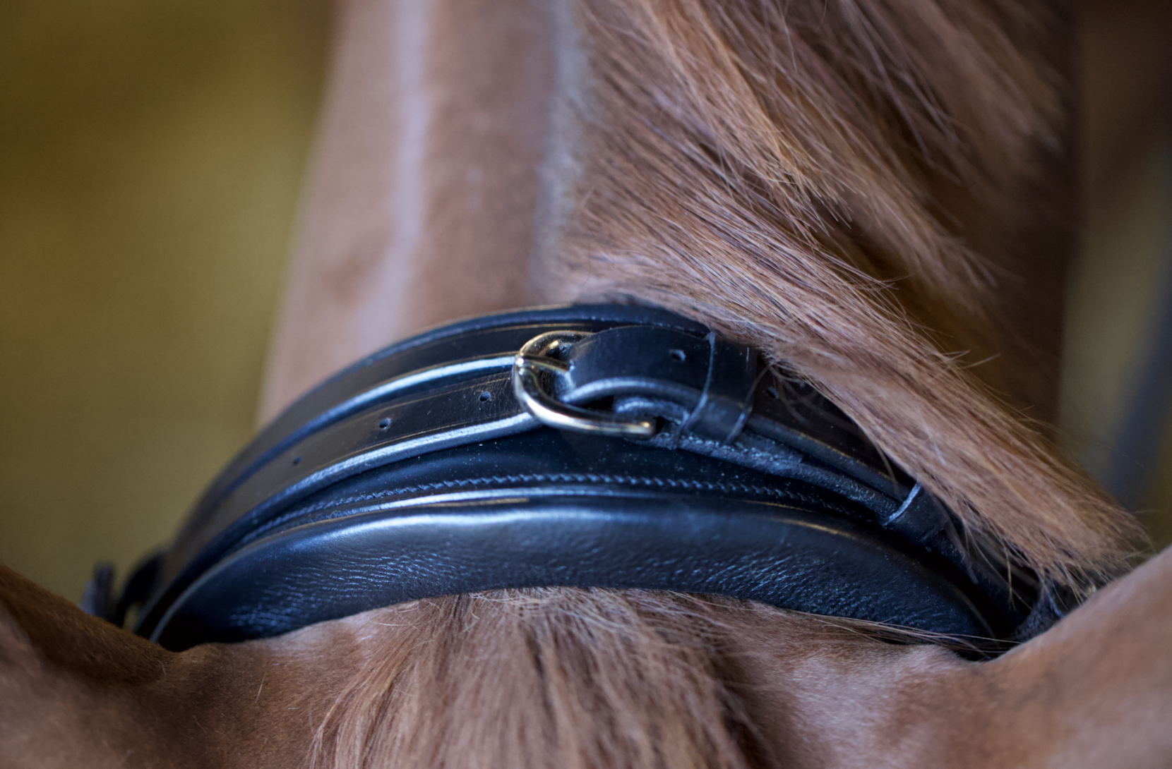 Edinburgh Bridle, Glitter