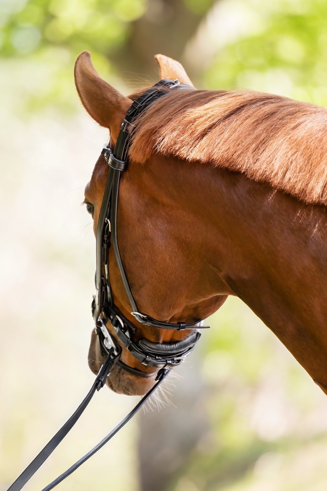 London Bridle Utzon Equestrian