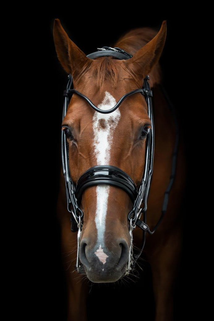 Edinburgh Double Bridle My Store