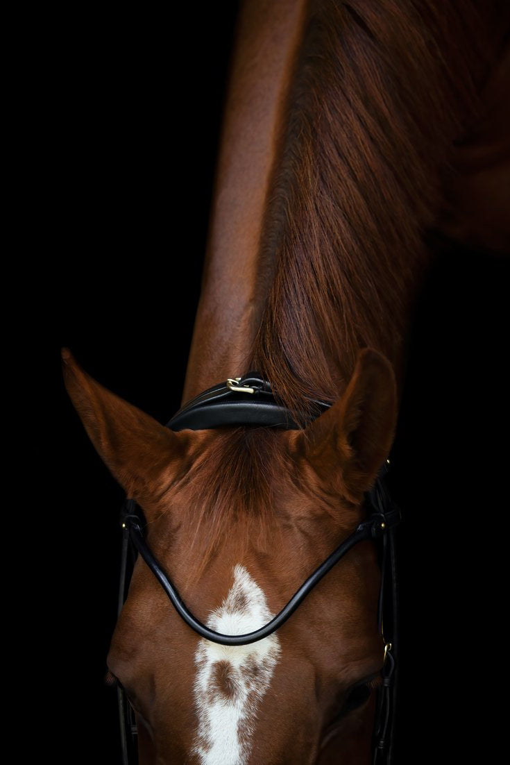 Edinburgh Bridle, Matte Noseband My Store
