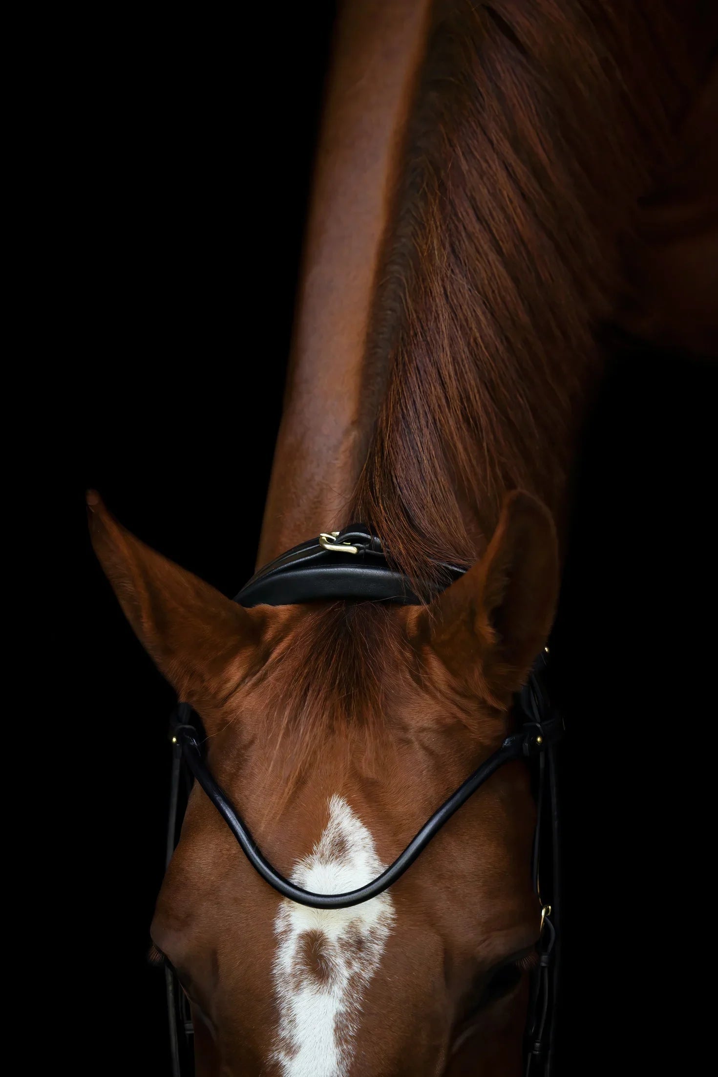 Edinburgh Bridle Brown, Lacquered Noseband Utzon Equestrian