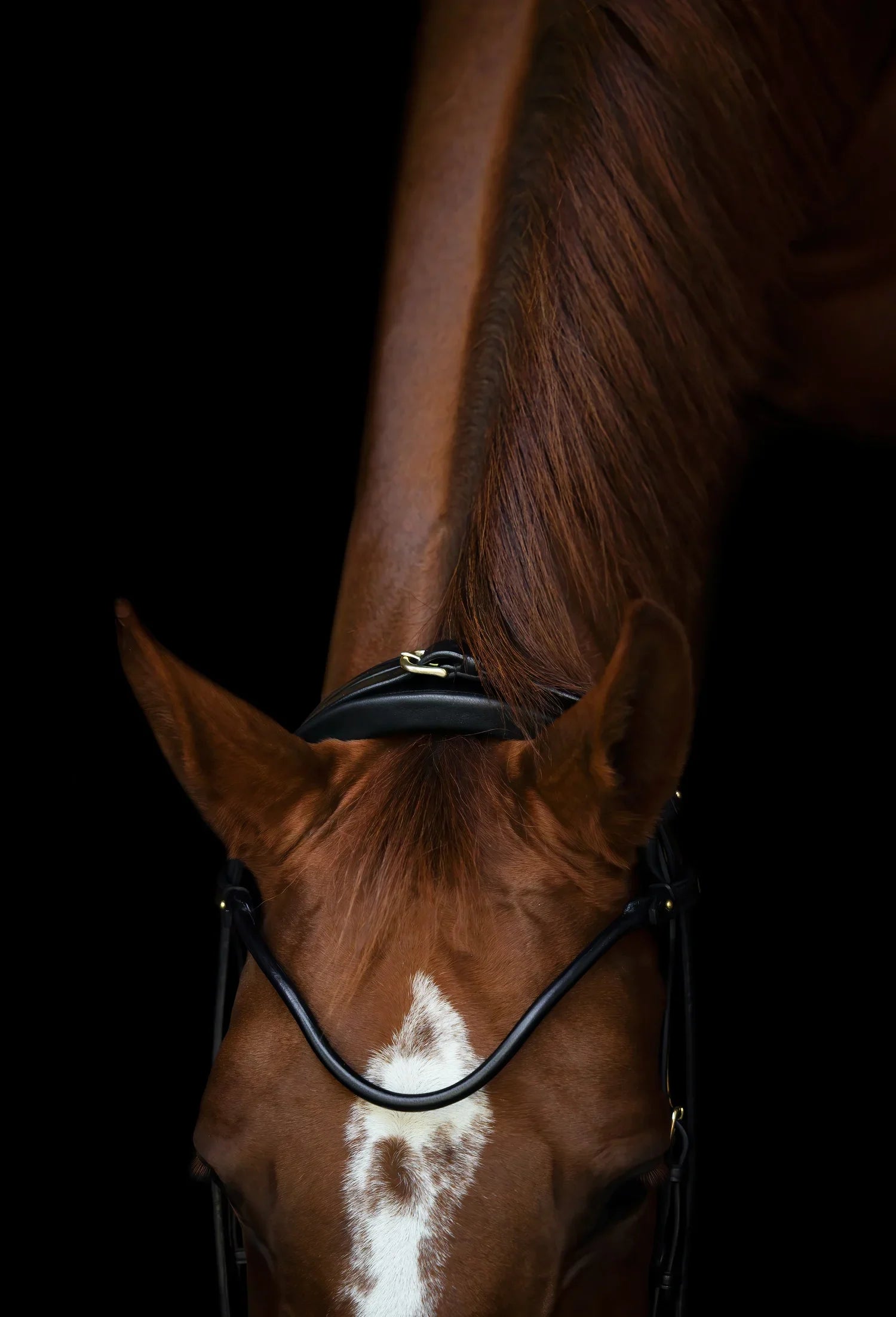 Edinburgh Bridle Brown, Muserolle laquée