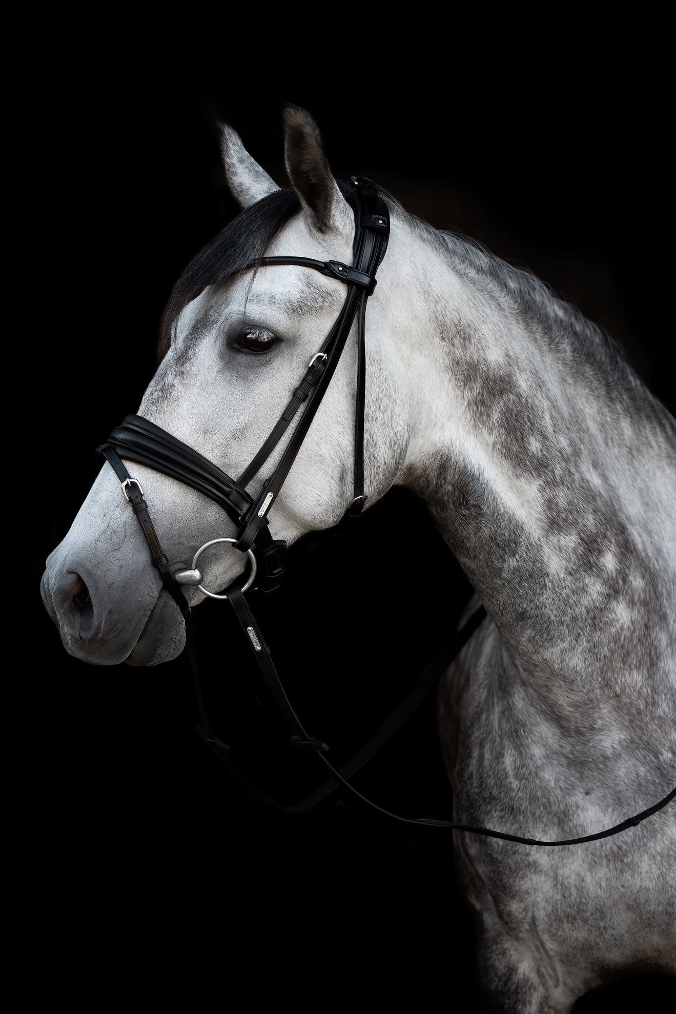 London Bridle Utzon Equestrian