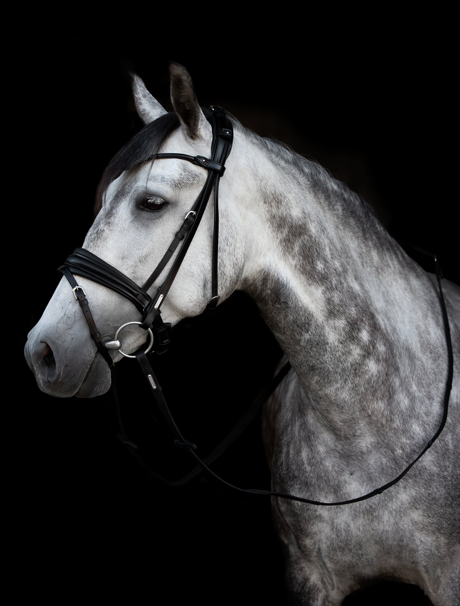 London Bridle Utzon Equestrian