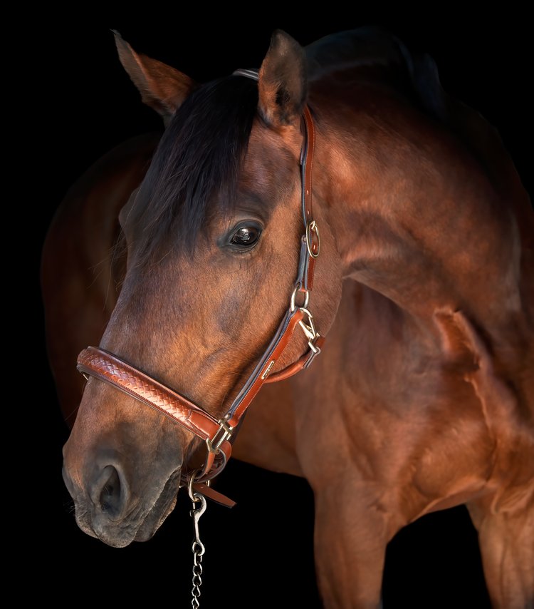 Olympic halter